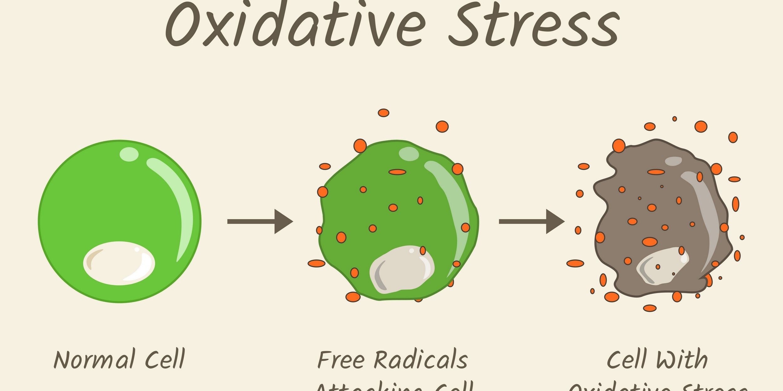 Οξειδωτικό Stress