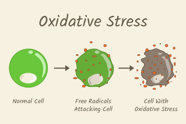 oxidative stress Οξειδωτικό Stress